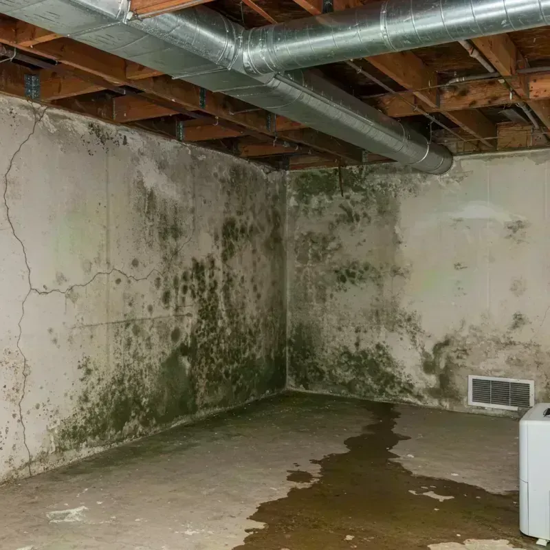 Professional Mold Removal in Loomis, CA